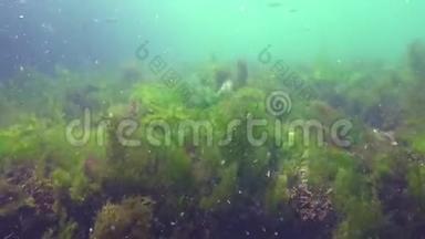 黑海的水下景观。 海底的绿<strong>藻</strong>、红<strong>藻</strong>和褐<strong>藻</strong>